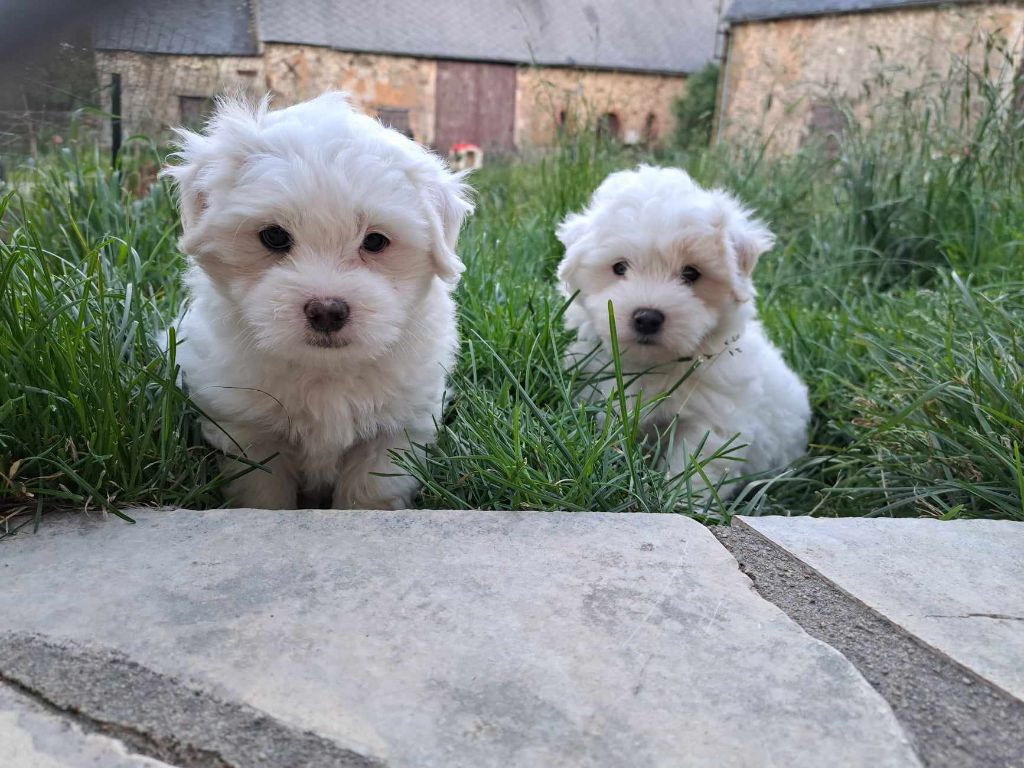 chiot Coton de Tulear Du Domaine De Fairy Tail