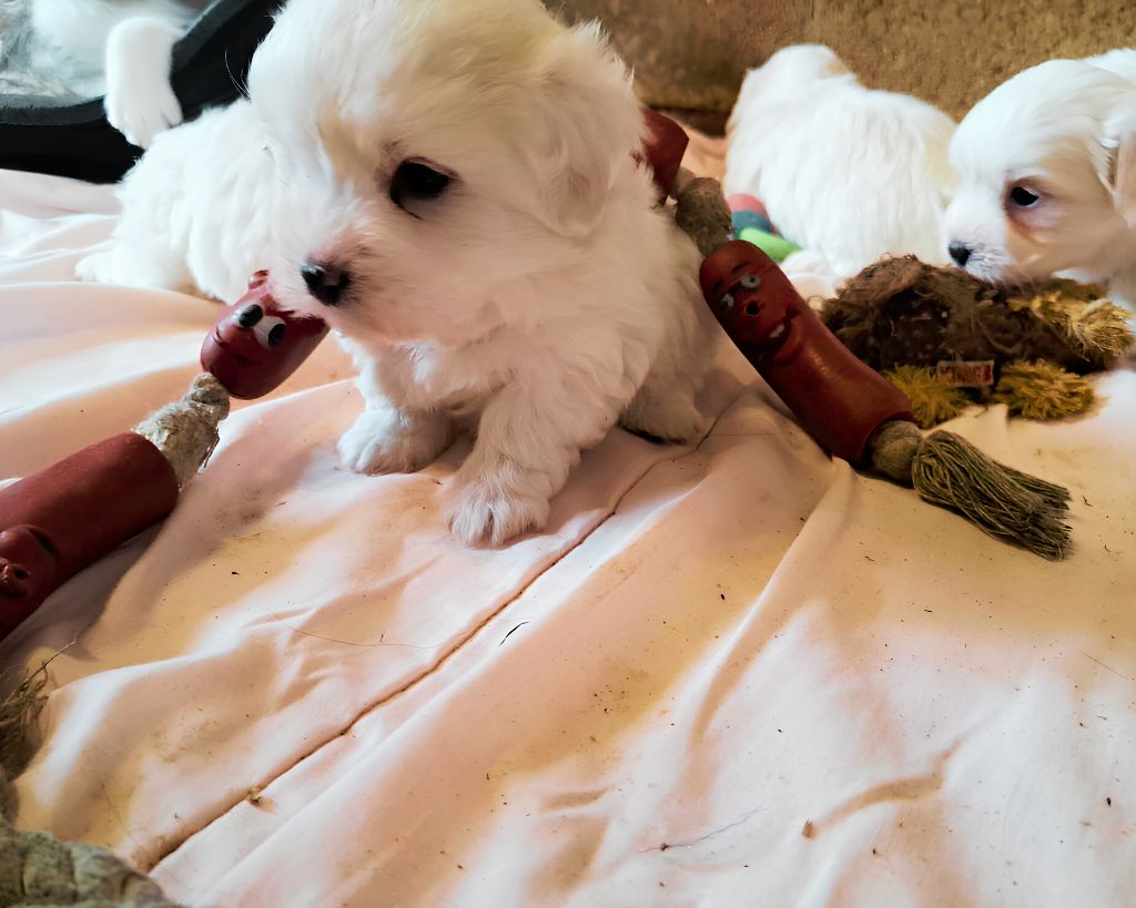 Du Domaine De Fairy Tail - Chiot disponible  - Coton de Tulear