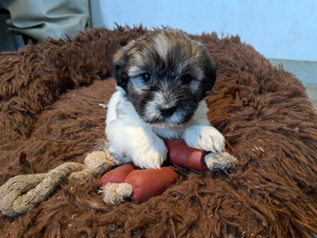 Du Domaine De Fairy Tail - Chiot disponible  - Coton de Tulear