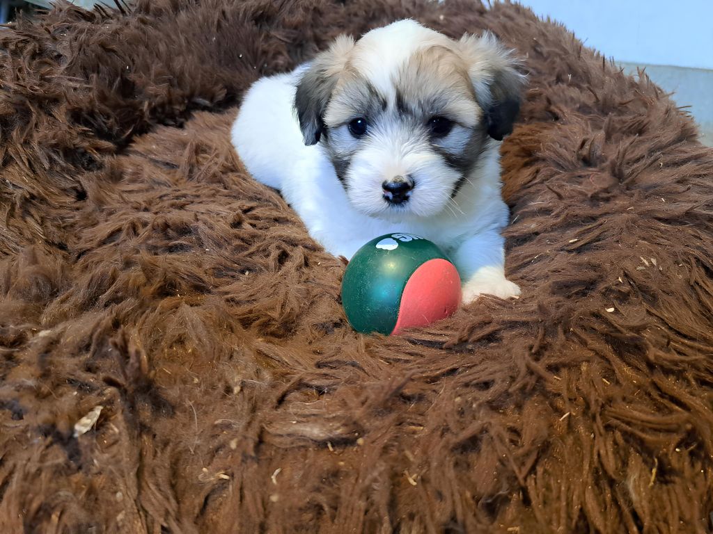 Du Domaine De Fairy Tail - Chiot disponible  - Coton de Tulear