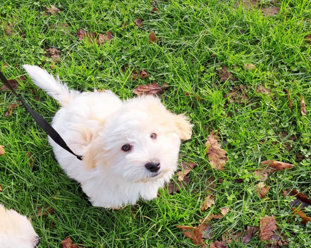 Du Domaine De Fairy Tail - Chiot disponible  - Coton de Tulear