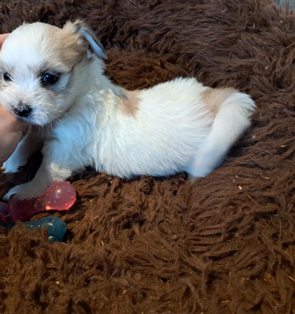 Du Domaine De Fairy Tail - Chiot disponible  - Coton de Tulear