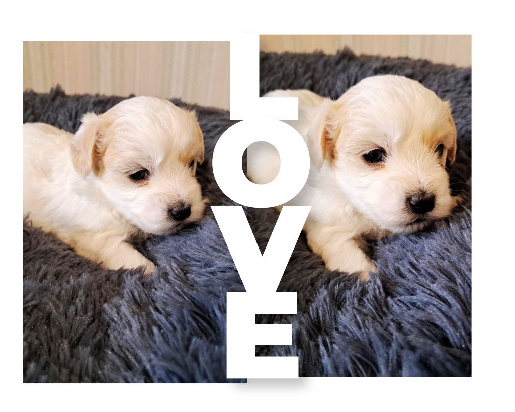 Du Domaine De Fairy Tail - Chiot disponible  - Coton de Tulear