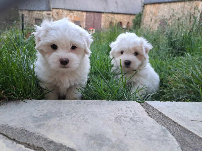 Du Domaine De Fairy Tail - Coton de Tulear - Portée née le 02/05/2024