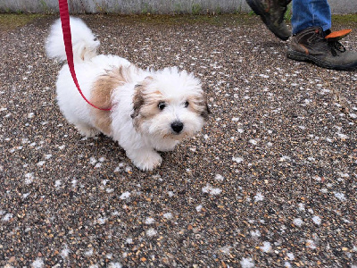 Du Domaine De Fairy Tail - Coton de Tulear - Portée née le 07/02/2024