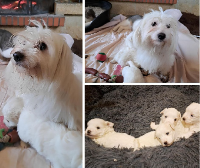 Du Domaine De Fairy Tail - Coton de Tulear - Portée née le 05/12/2024