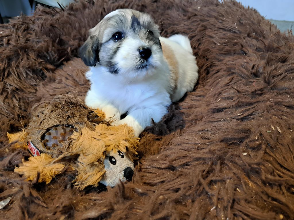 Du Domaine De Fairy Tail - Chiot disponible  - Coton de Tulear