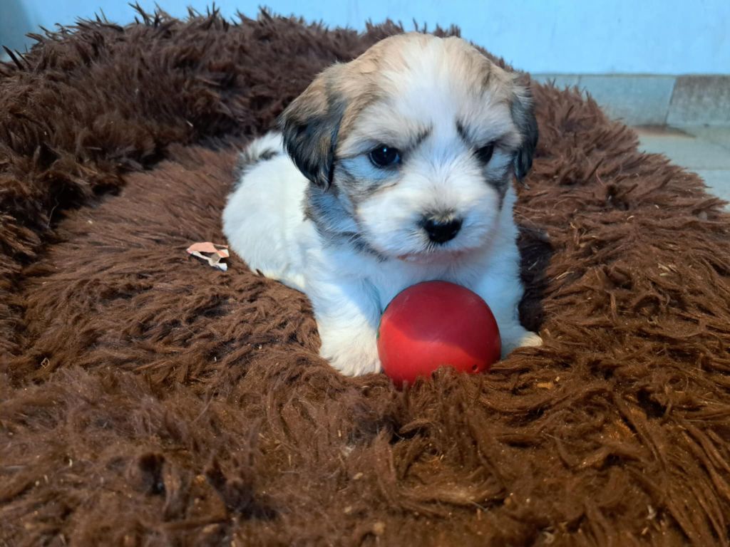 Du Domaine De Fairy Tail - Chiot disponible  - Coton de Tulear