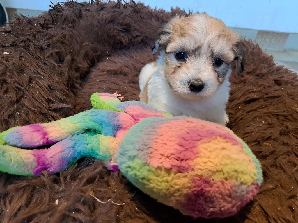 Du Domaine De Fairy Tail - Chiot disponible  - Coton de Tulear