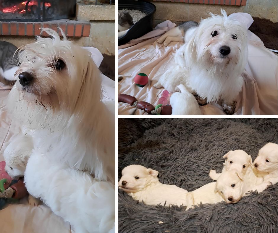 chiot Coton de Tulear Du Domaine De Fairy Tail