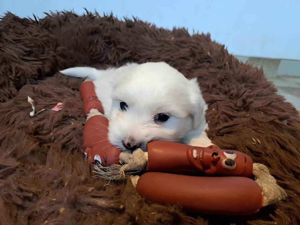 Du Domaine De Fairy Tail - Chiot disponible  - Coton de Tulear