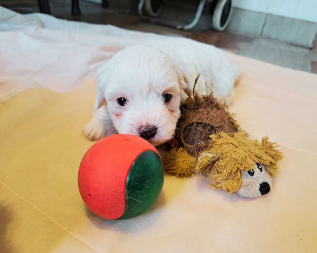 Du Domaine De Fairy Tail - Chiot disponible  - Coton de Tulear