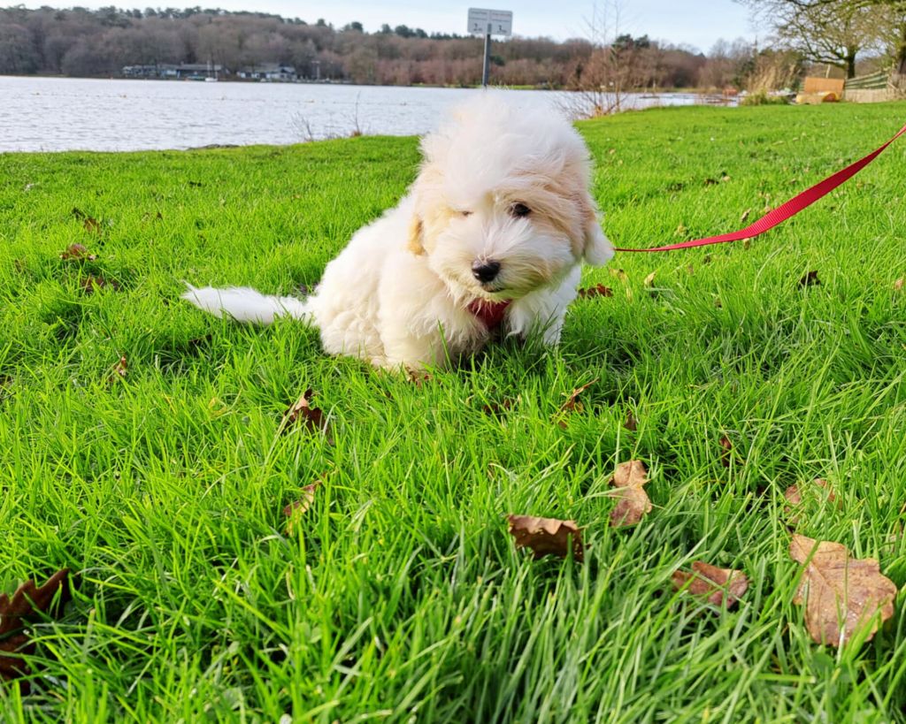 Du Domaine De Fairy Tail - Chiot disponible  - Coton de Tulear