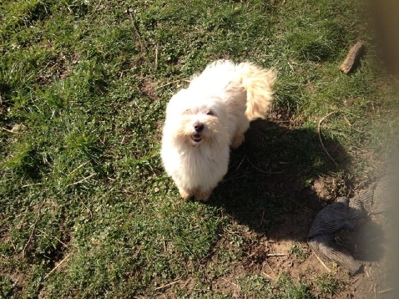 Hivanoé Du Prince Des Rhodes