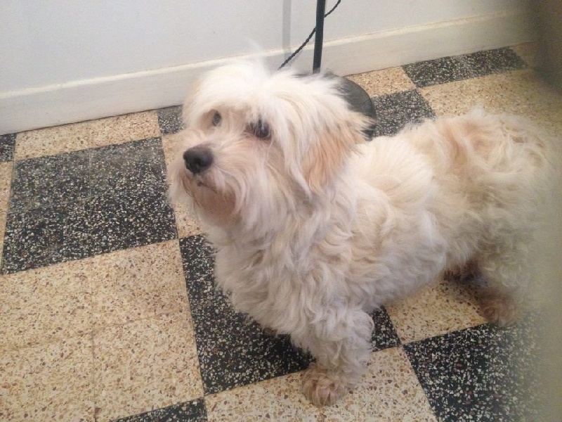 Duchesse de l'orée des Montagnes Noires