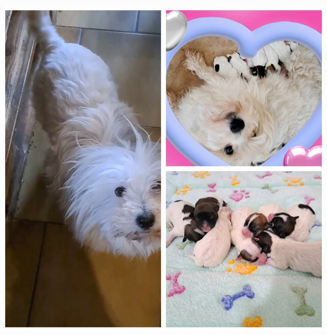 Chiot Coton de Tulear Du Domaine De Fairy Tail