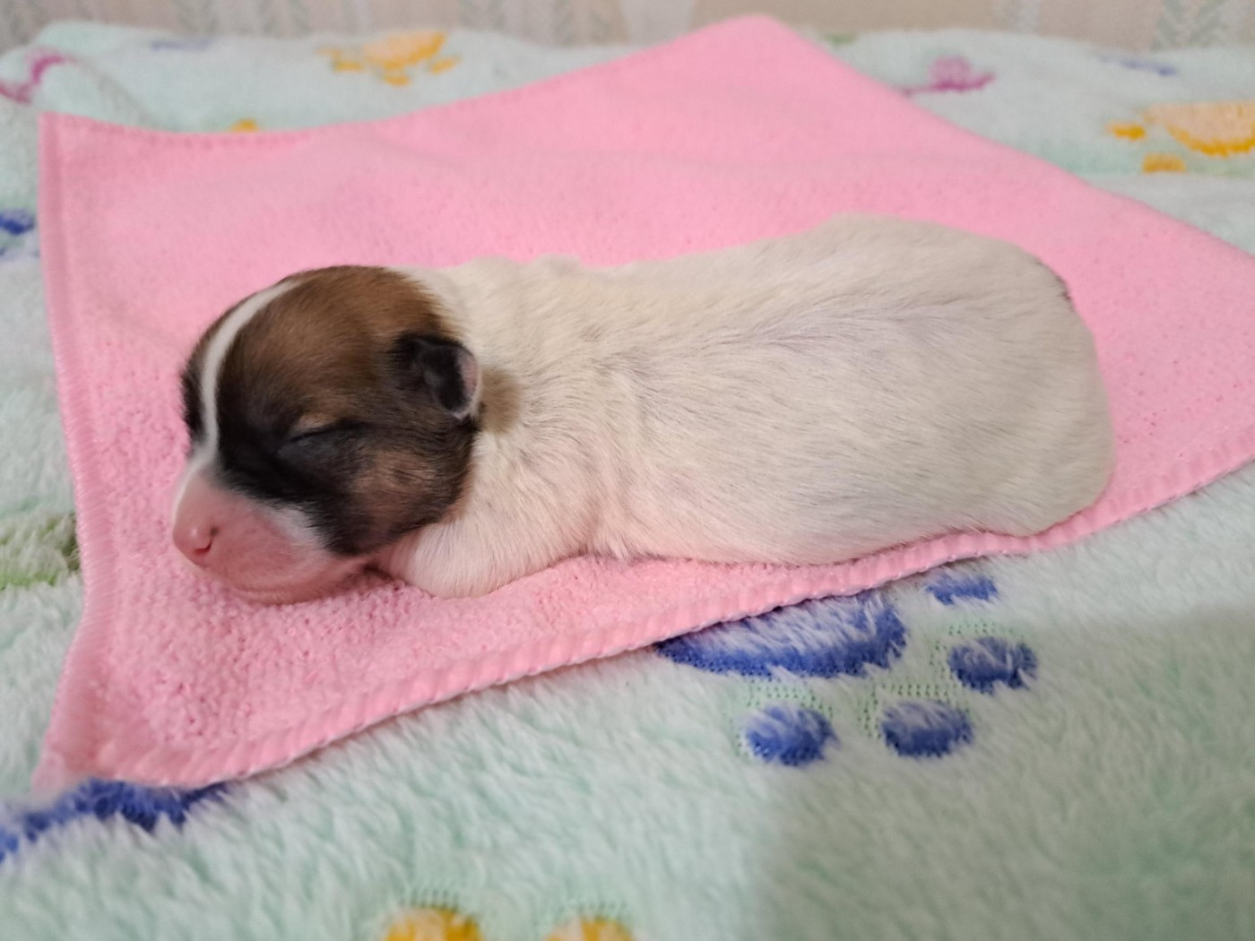 Du Domaine De Fairy Tail - Chiots disponibles - Coton de Tulear