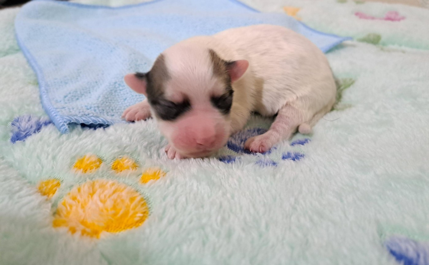 Du Domaine De Fairy Tail - Chiots disponibles - Coton de Tulear