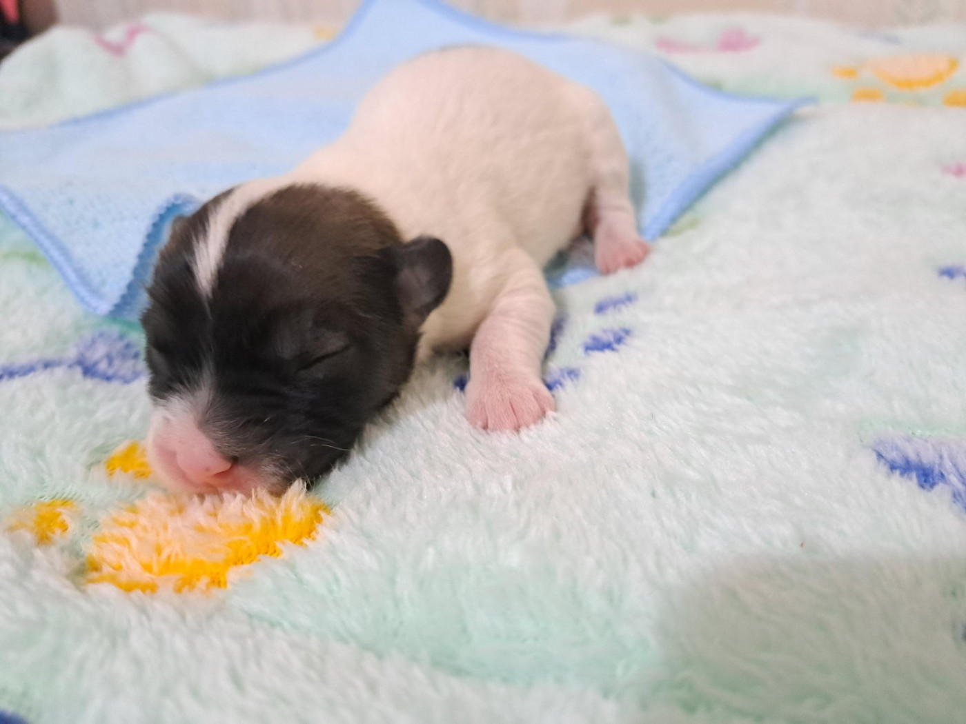 Du Domaine De Fairy Tail - Chiots disponibles - Coton de Tulear