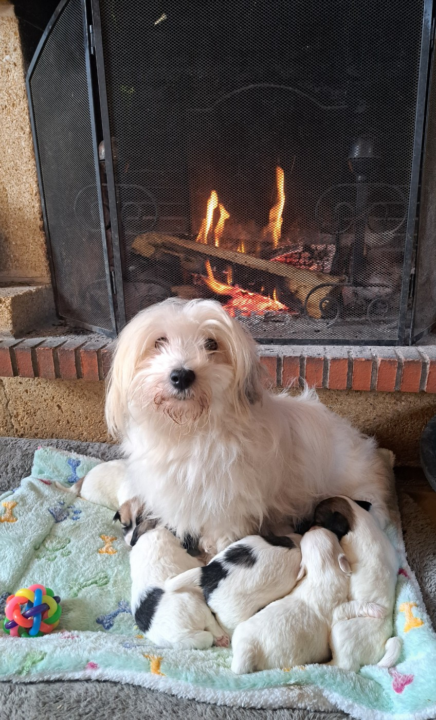 Chiot Coton de Tulear Du Domaine De Fairy Tail