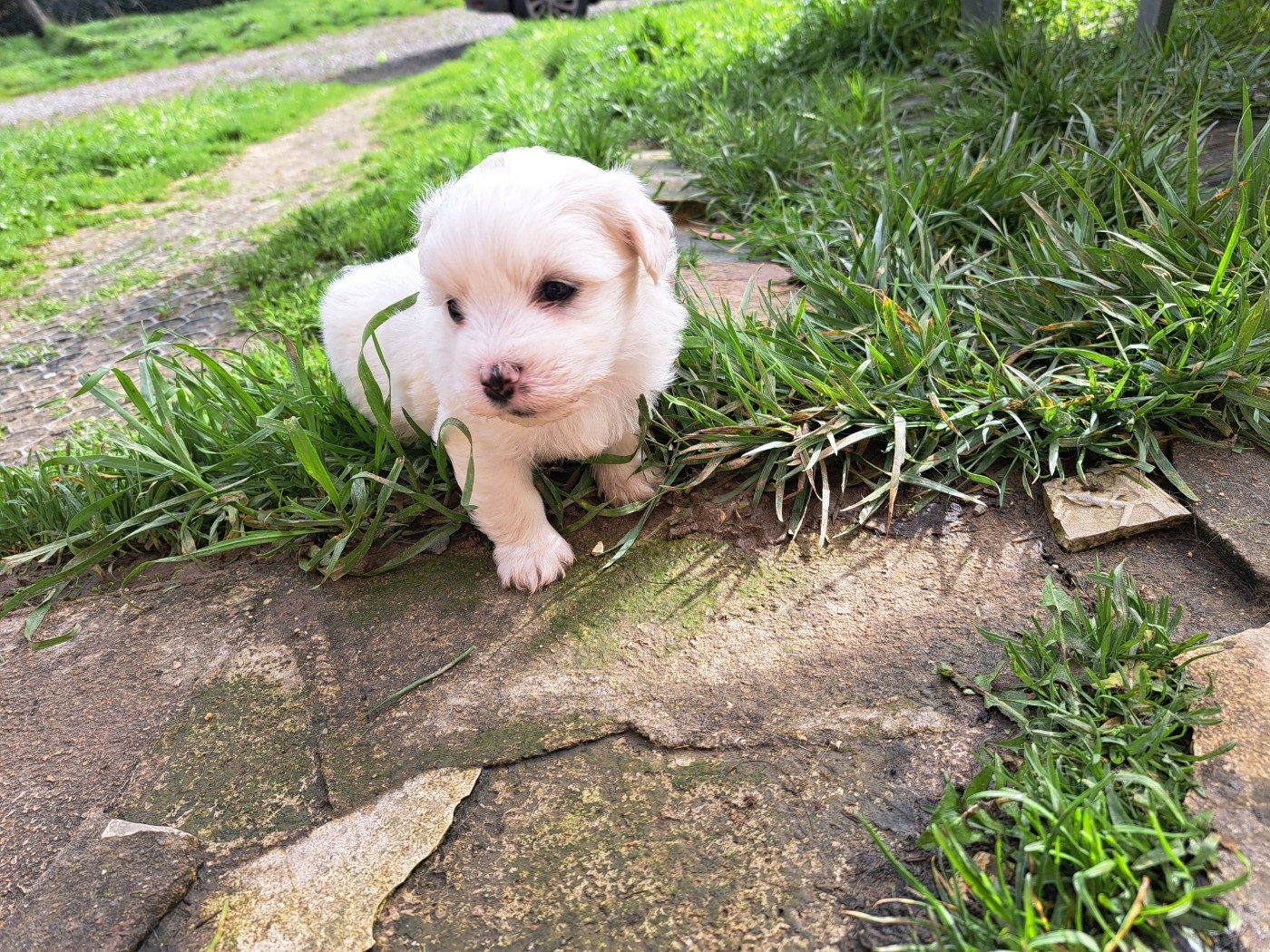 Du Domaine De Fairy Tail - Chiots disponibles - Coton de Tulear
