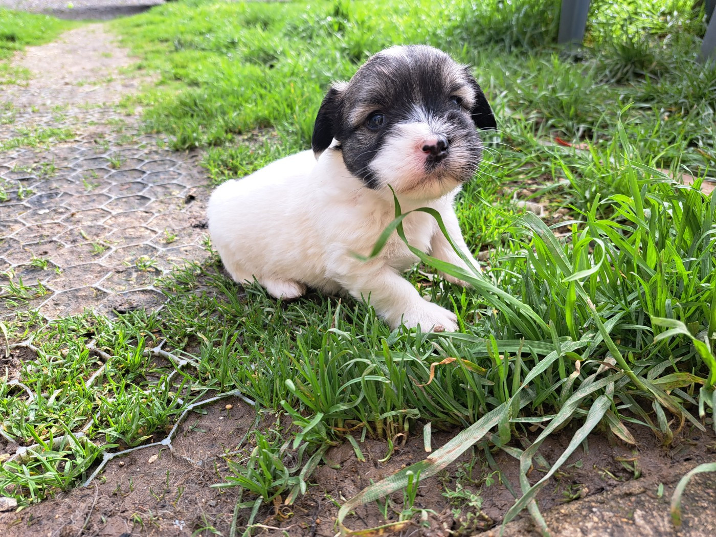 Du Domaine De Fairy Tail - Chiots disponibles - Coton de Tulear