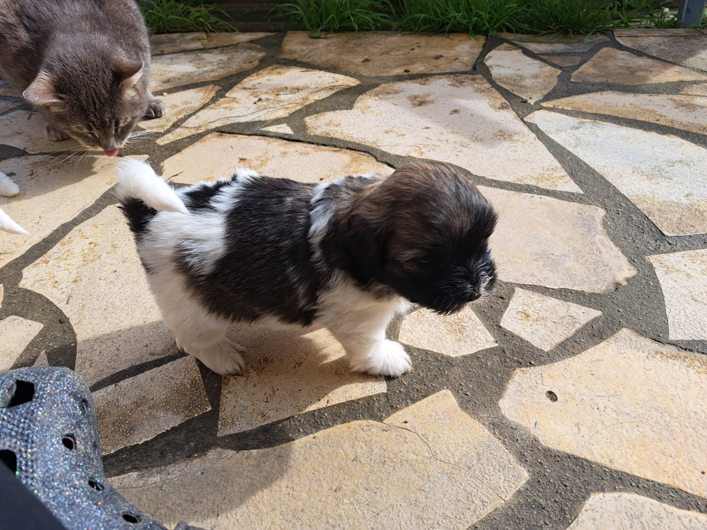 Du Domaine De Fairy Tail - Chiots disponibles - Coton de Tulear