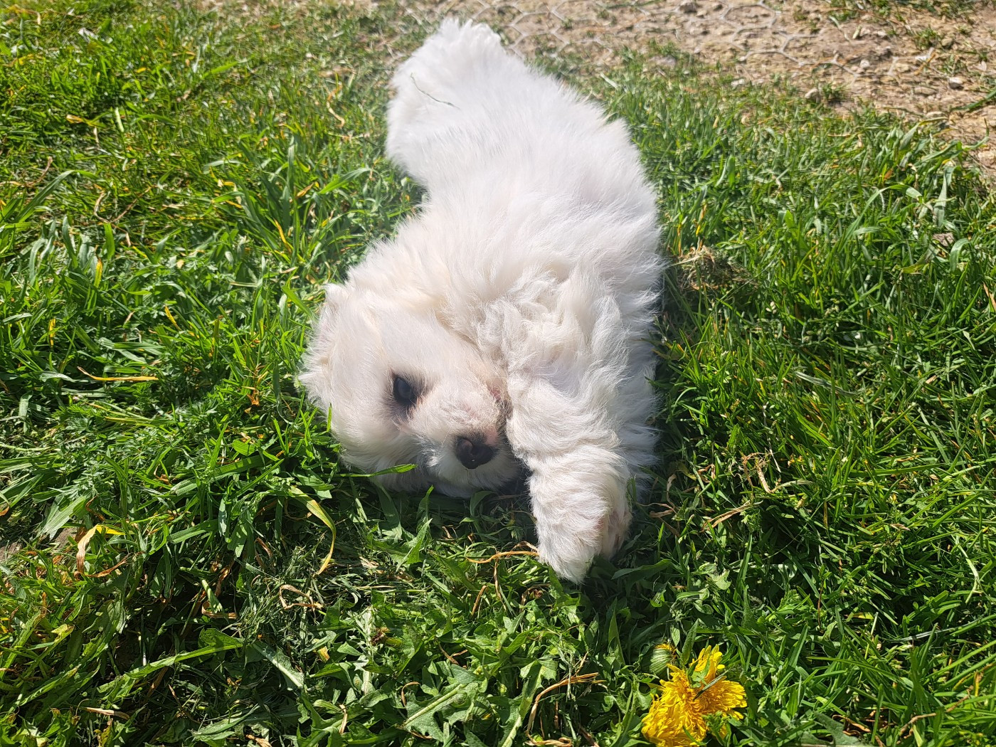 Du Domaine De Fairy Tail - Chiots disponibles - Coton de Tulear