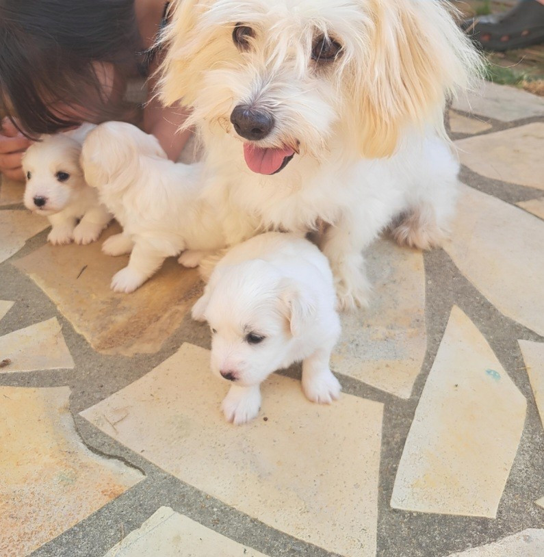 Chiot Coton de Tulear Du Domaine De Fairy Tail