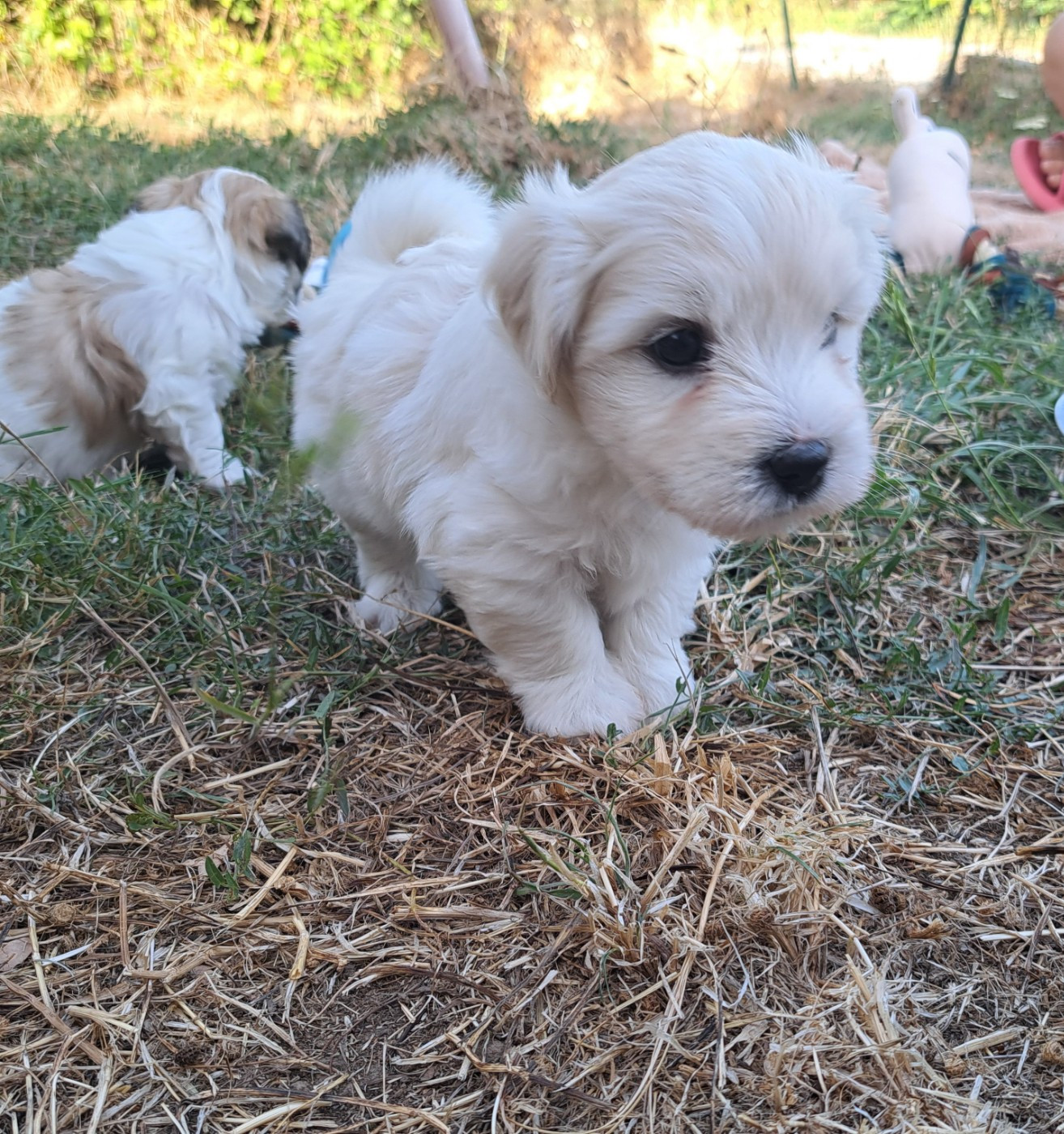 Du Domaine De Fairy Tail - Chiots disponibles - Coton de Tulear