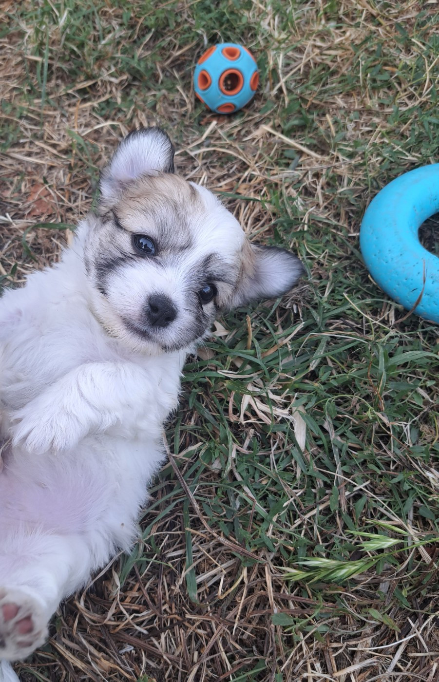 Du Domaine De Fairy Tail - Chiots disponibles - Coton de Tulear