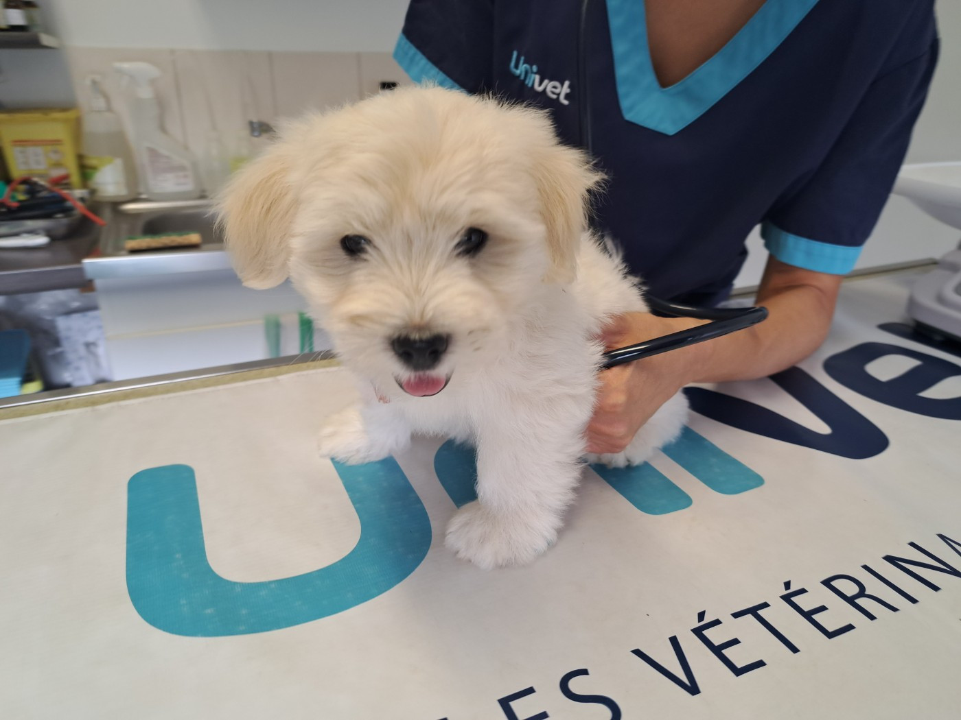 Du Domaine De Fairy Tail - Chiots disponibles - Coton de Tulear