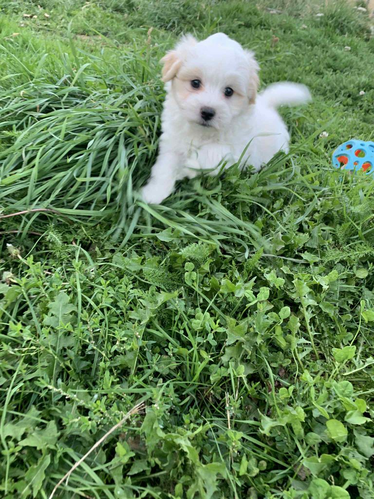Du Domaine De Fairy Tail - Chiots disponibles - Coton de Tulear