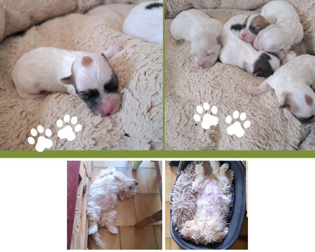 Chiot Coton de Tulear Du Domaine De Fairy Tail