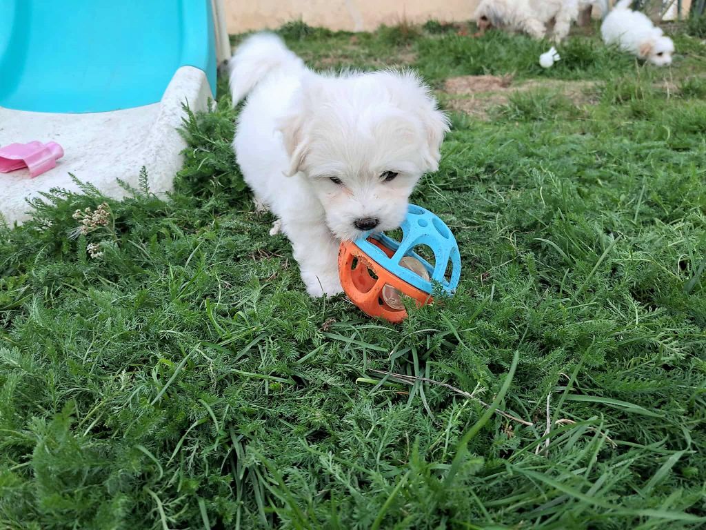 Du Domaine De Fairy Tail - Chiots disponibles - Coton de Tulear