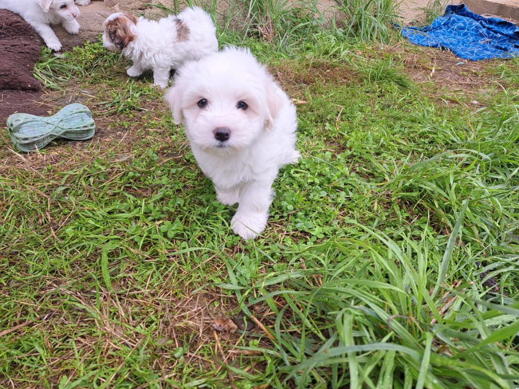 Du Domaine De Fairy Tail - Chiots disponibles - Coton de Tulear