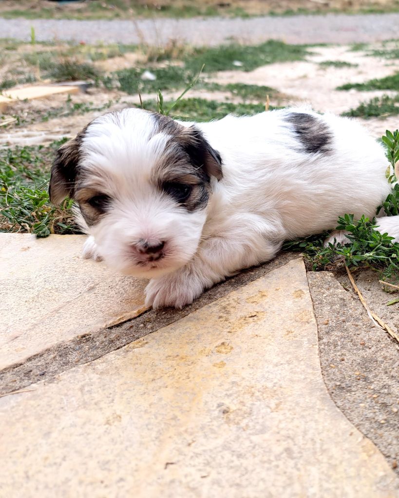 Du Domaine De Fairy Tail - Chiots disponibles - Coton de Tulear