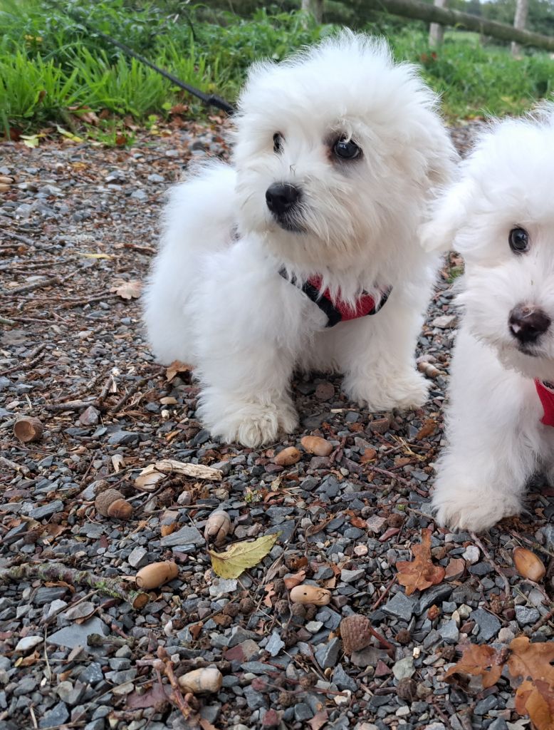 Du Domaine De Fairy Tail - Chiots disponibles - Coton de Tulear