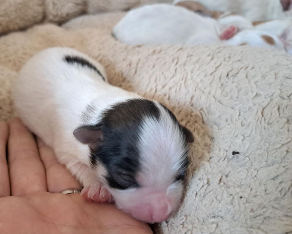 Du Domaine De Fairy Tail - Chiots disponibles - Coton de Tulear