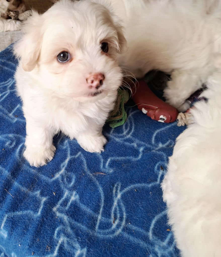 Du Domaine De Fairy Tail - Chiots disponibles - Coton de Tulear