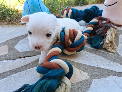 Chiot N°5