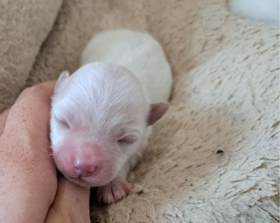 CHIOT 4