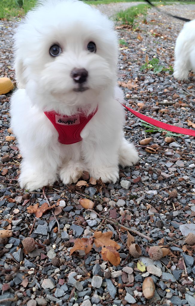 Du Domaine De Fairy Tail - Chiots disponibles - Coton de Tulear