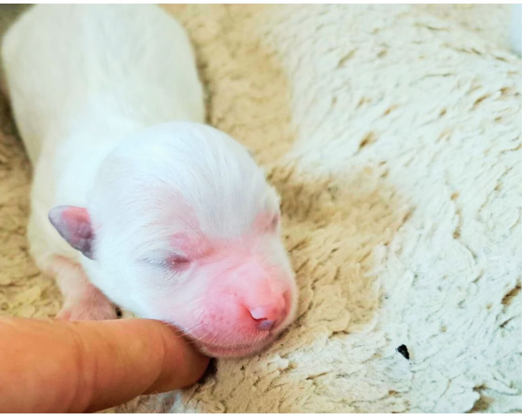 Du Domaine De Fairy Tail - Chiots disponibles - Coton de Tulear