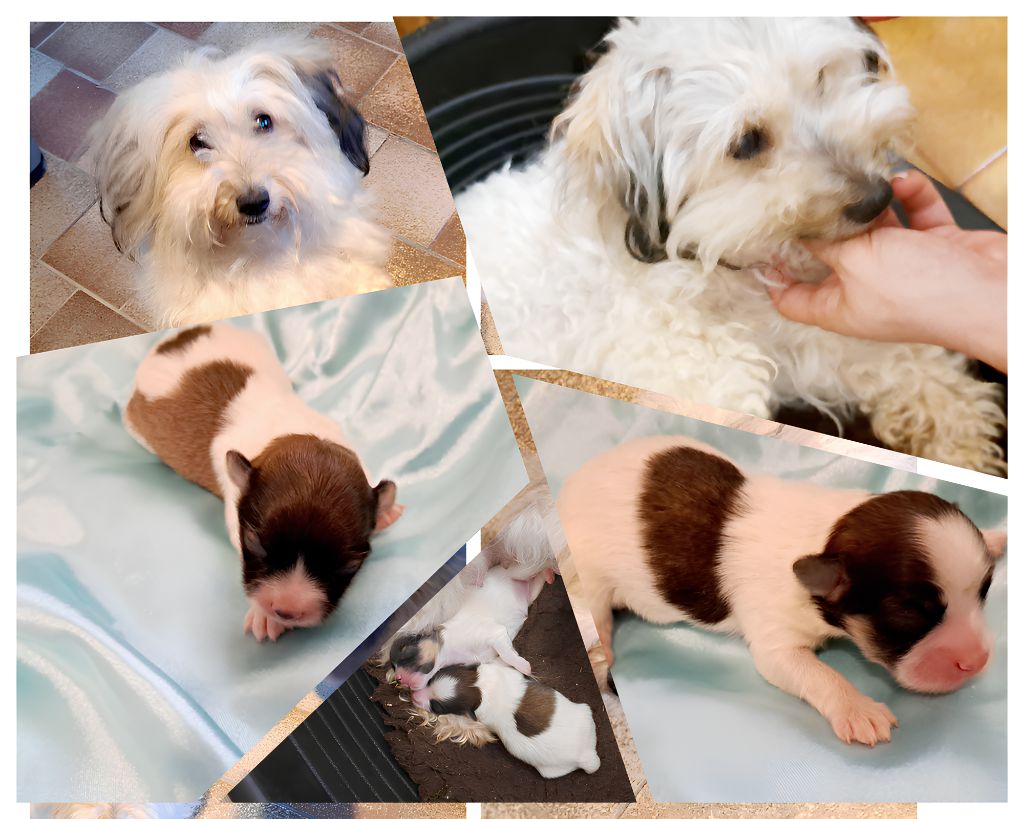 Du Domaine De Fairy Tail - Coton de Tulear - Portée née le 13/07/2025
