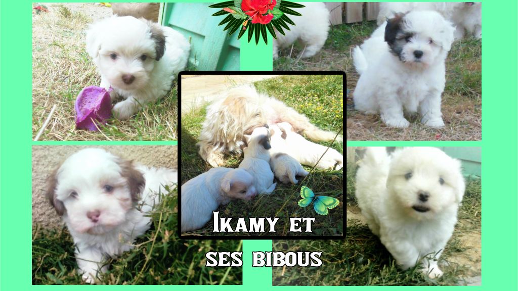 Chiot Coton de Tulear Du Domaine De Fairy Tail
