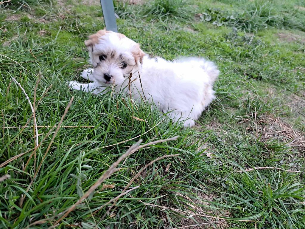 Du Domaine De Fairy Tail - Chiots disponibles - Coton de Tulear
