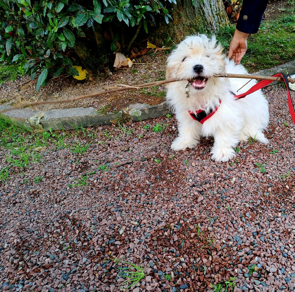 Du Domaine De Fairy Tail - Chiots disponibles - Coton de Tulear