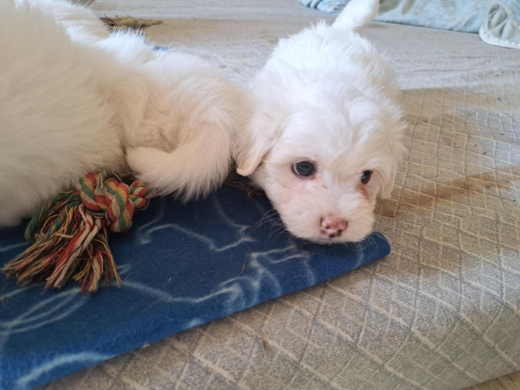 Du Domaine De Fairy Tail - Chiots disponibles - Coton de Tulear