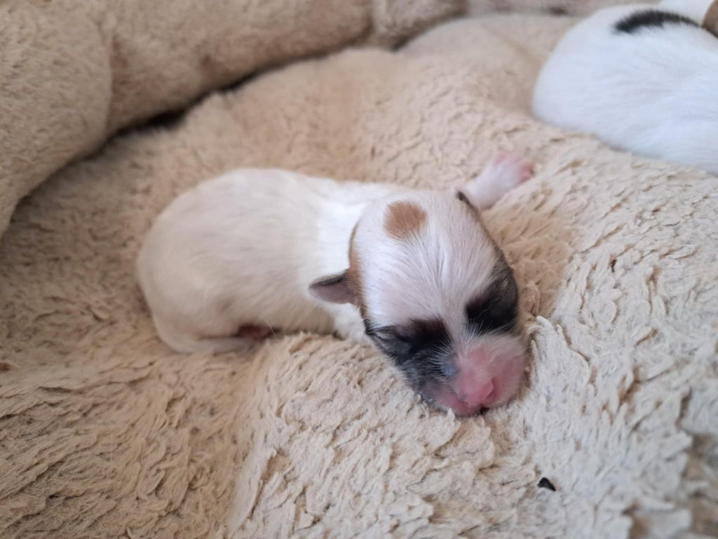 Du Domaine De Fairy Tail - Chiots disponibles - Coton de Tulear